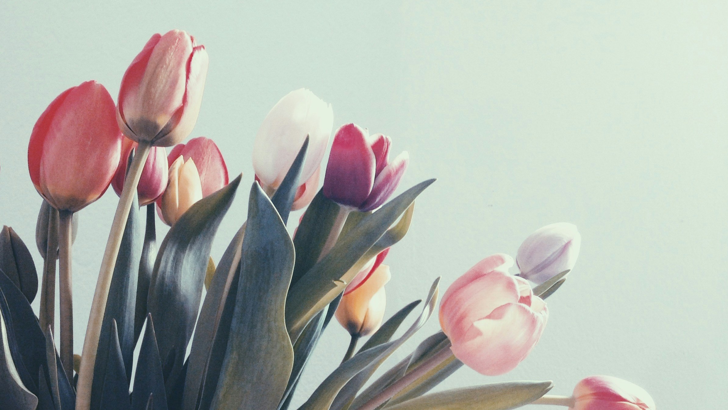 bunter Tulpen Strauß vor mintgrüner Wand