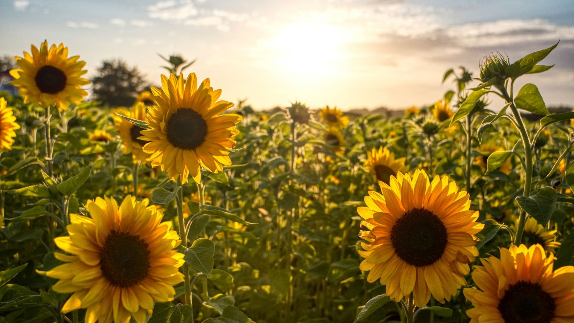 Sie Sonne steht über einem Sonnenblumenfeld unter